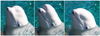 A  trained  beluga  demonstrating  the  ability  to  voluntarily  change  the  shape  of  the  melon  from  the  relaxed  position  ( a ),  to  extended  rostrally ( b ) and retracted posteriorly ( c ). Credit: Richard, Pellegrini, Levine.